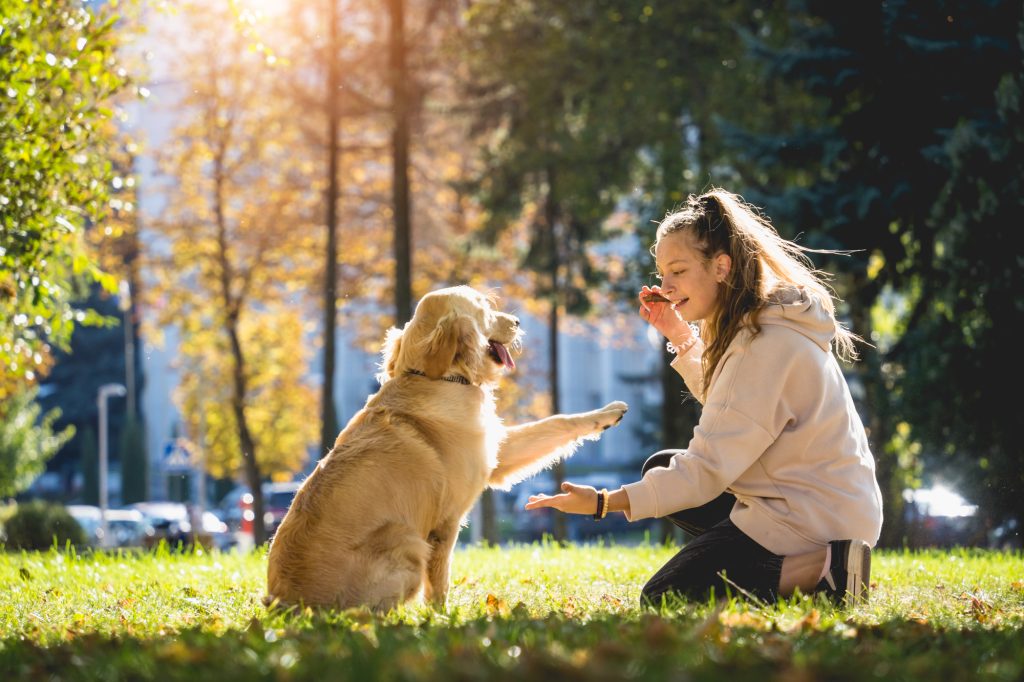 The owner plays the golden retriever dog in the park