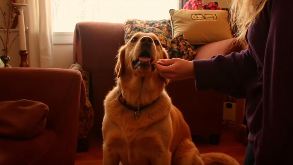 Calm Dog Receiving Melatonin Owner gently giving a melatonin pill to a calm dog in a home environment with natural lighting