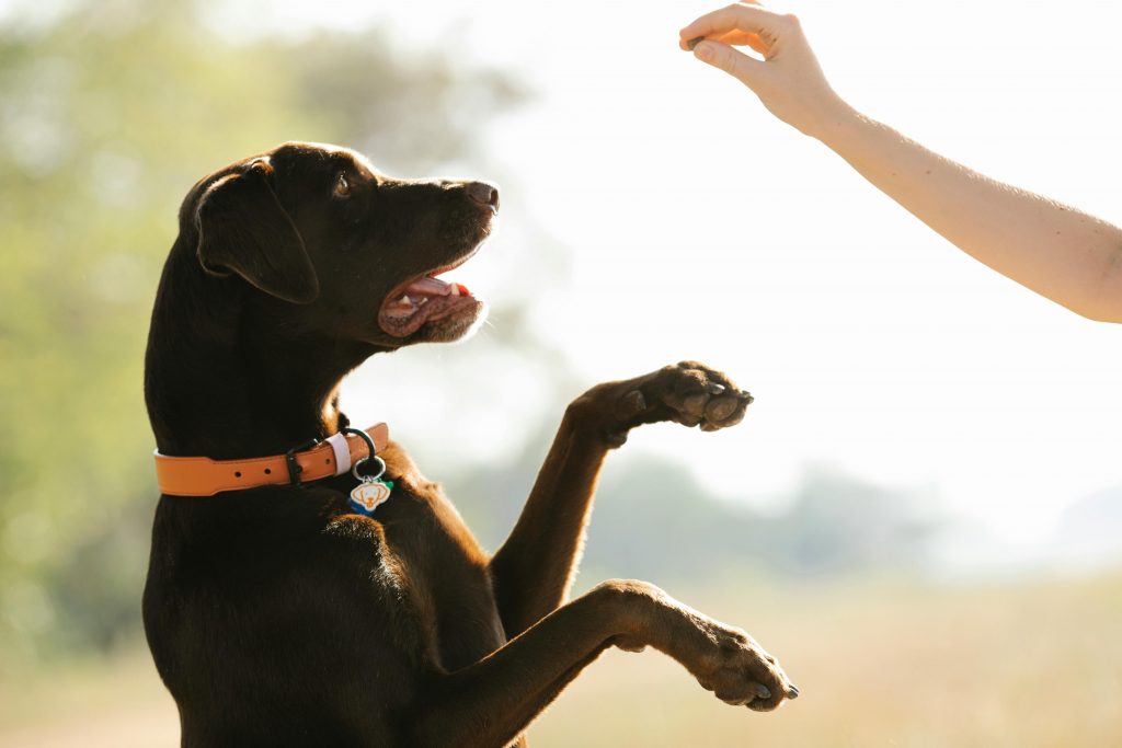 Pedialyte for Dogs
