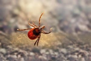 How to Remove a Tick from a Dog