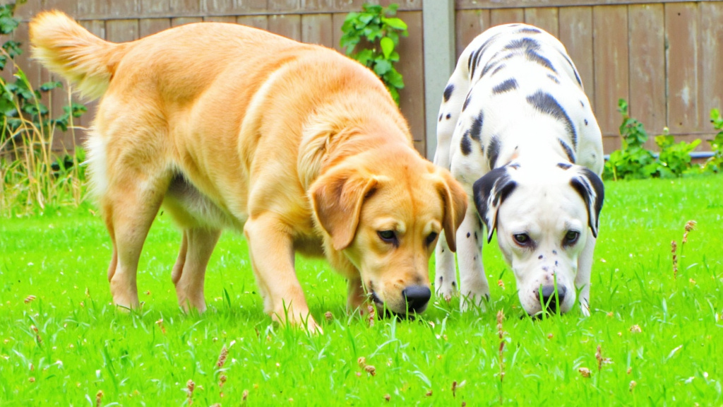Dogs Sniffing in the Backyard Two dogs sniffing the area where another dog has recently rolled in tall grass.