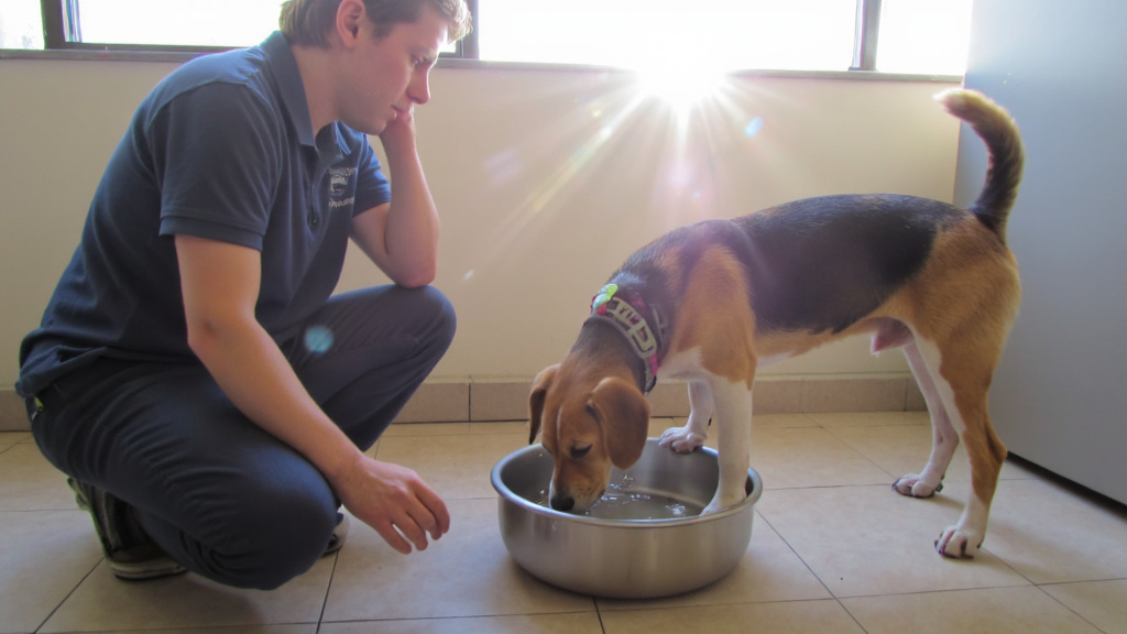 A concerned dog owner kneeling beside a Beagle drinking water from an oversized bowl in a veterinary office with sunlight through the window.