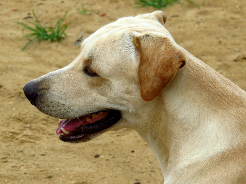 Owner Examining Dog's Skin Issues