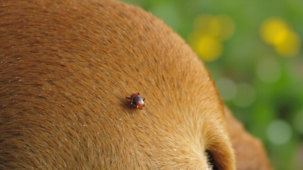 Close-up of a dog's fur with a visible tick and blurred background