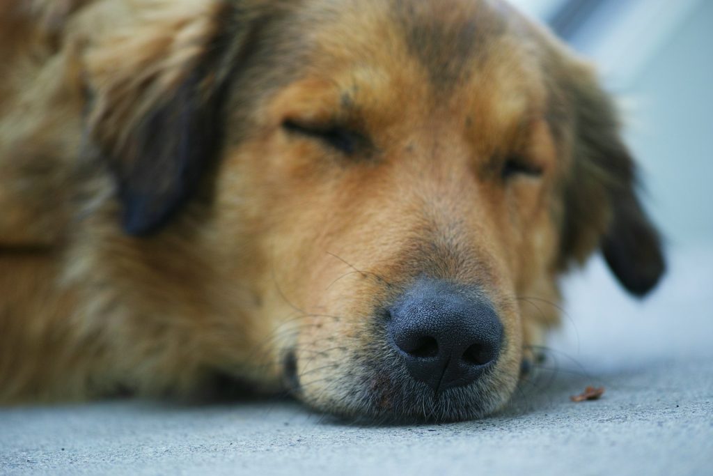 Concerned Owner and Limping Dog