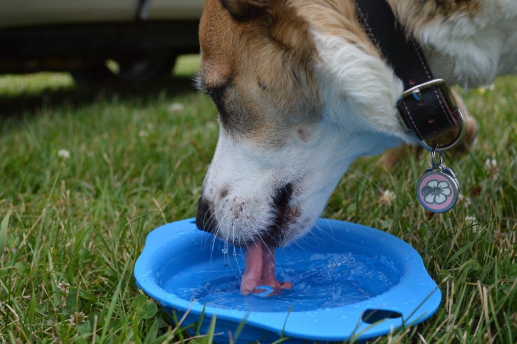 Dog Quenching Thirst