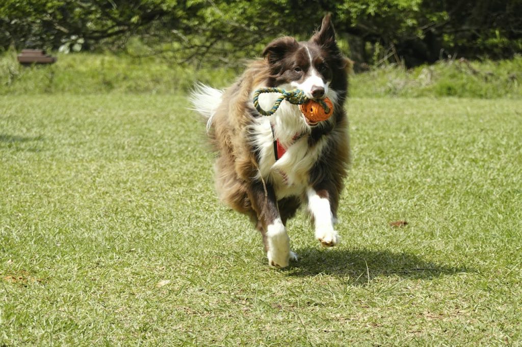 Dog and Owner Playing Frisbee
