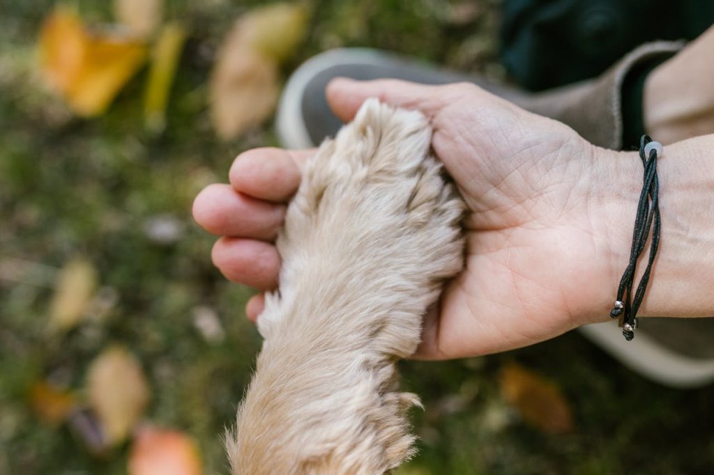 Assisting Elderly Dog in Autumn Park