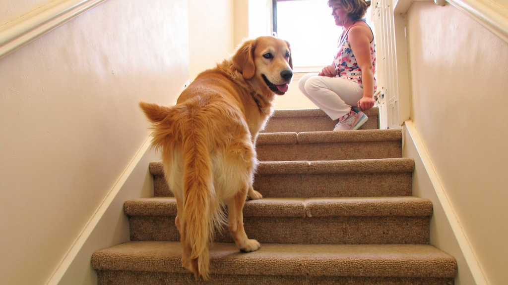 Senior Dog Climbing Stairs Senior dog comfortably climbing stairs with owner encouragingly watching nearby