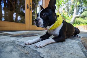 The Halo Collar 5: A New Era of Safety, Freedom, and Peace of Mind