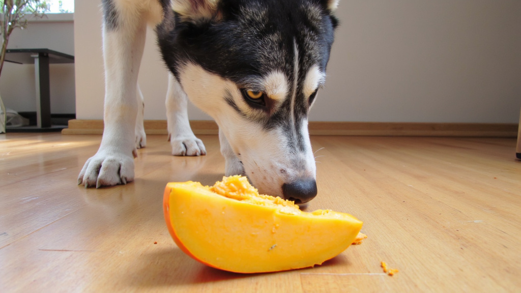 Close-up of a curious husky sniffing a slice of fresh pumpkin on a wooden floor.