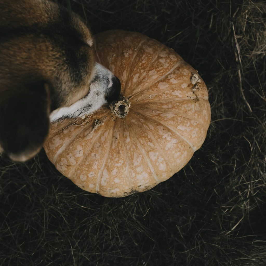 A dog looking at a pumpkin on the ground.