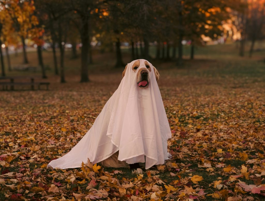 A dog dressed as a ghost standing in a park with autumn leaves.