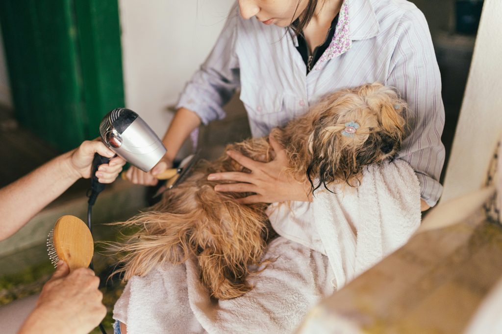 A person grooming a small dog with a hairdryer and a brush.