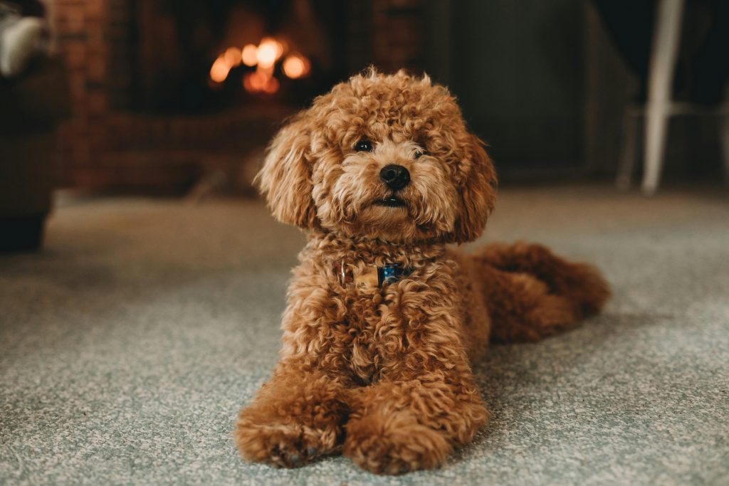 A cute fluffy dog with curly fur resting on a carpet in a cozy room.