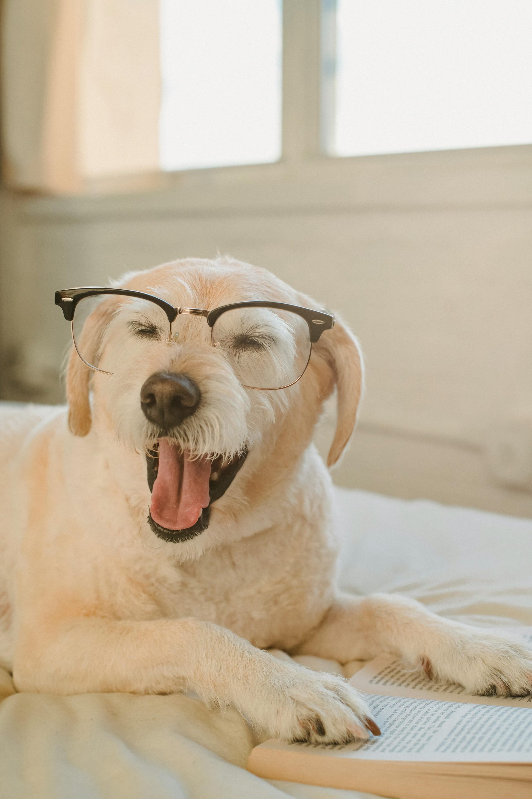 A playful dog wearing glasses, yawning while lying on a bed next to a book.