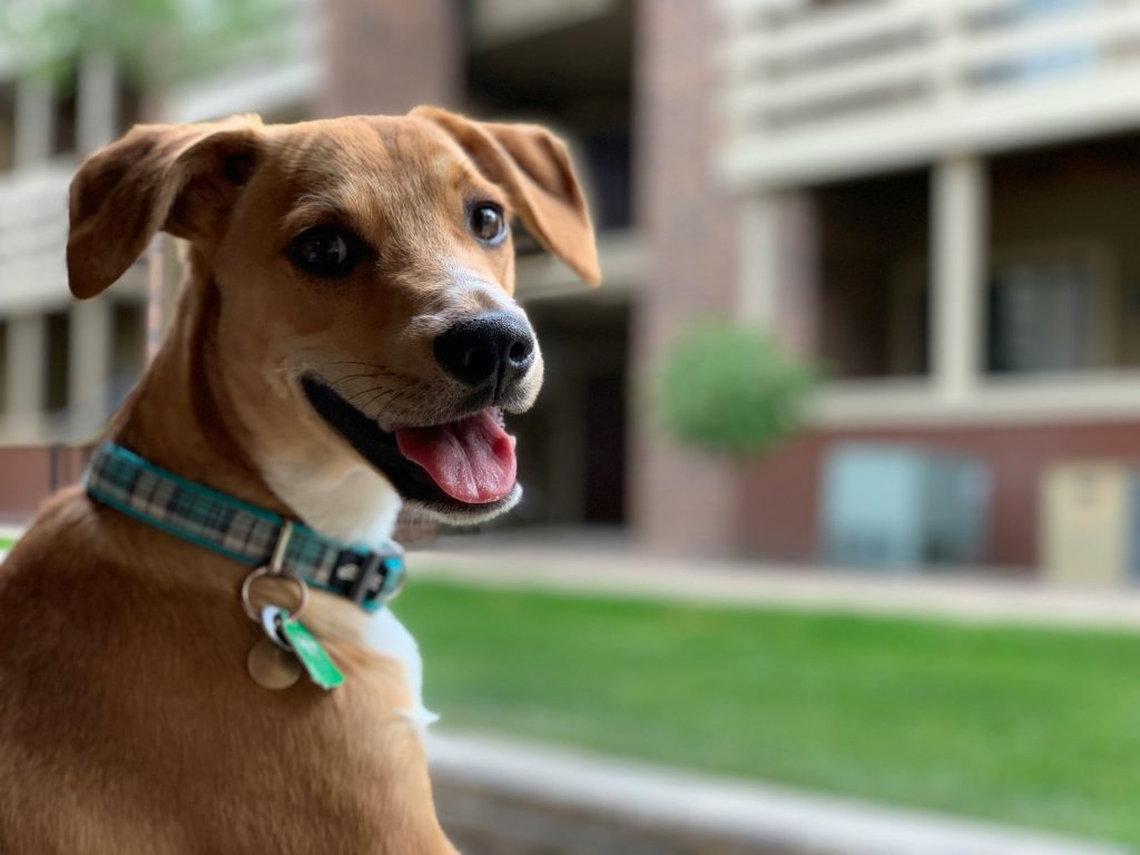 A smiling dog with a blue collar sitting outdoors in a green and brick environment.