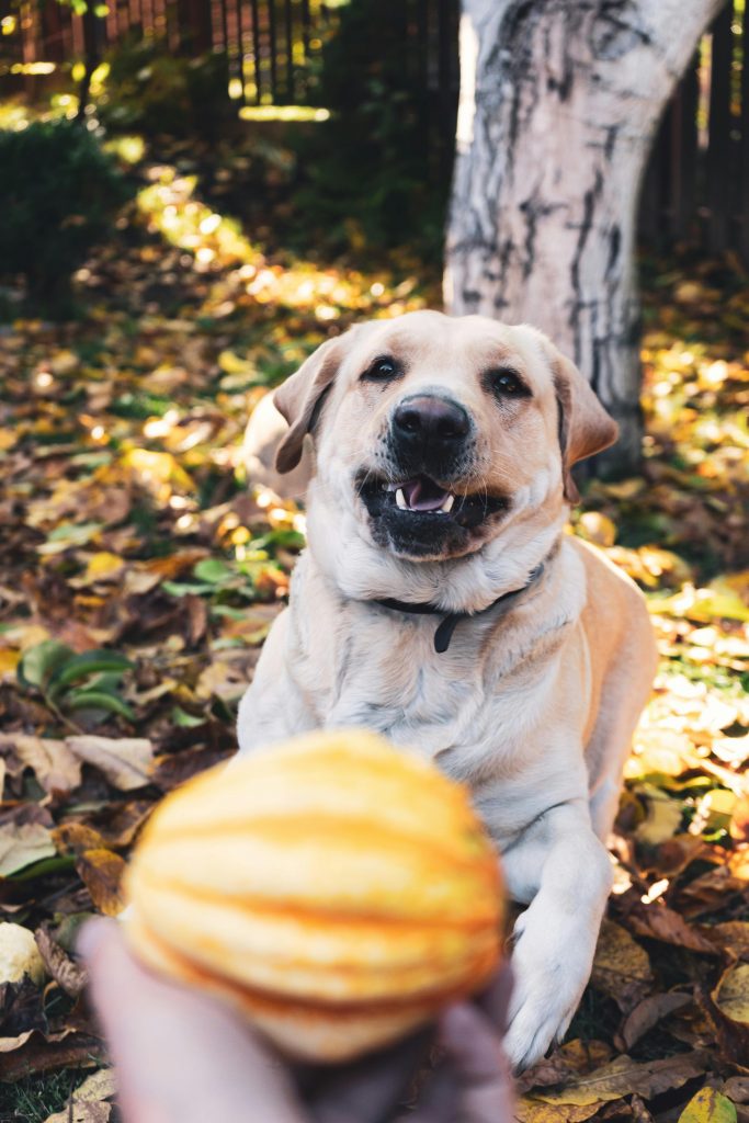 A light-colored dog sitting on the ground surrounded by autumn leaves, looking up at a person holding a ball.