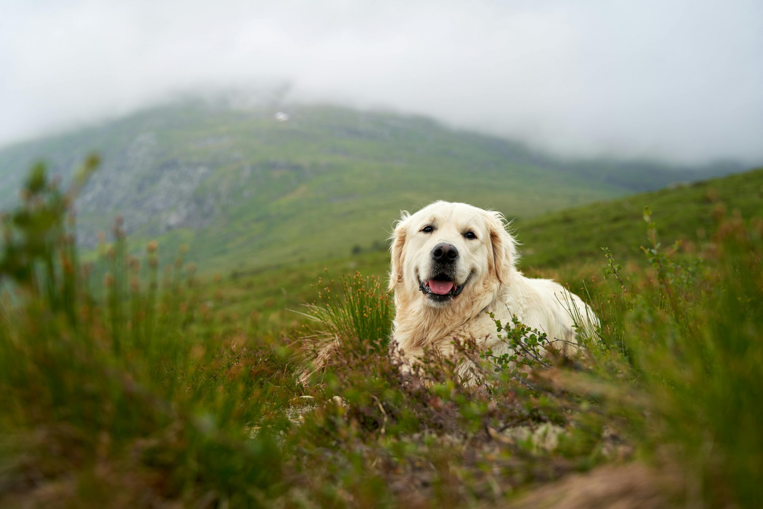 A golden retriever lying in a grassy area with mountains in the background.