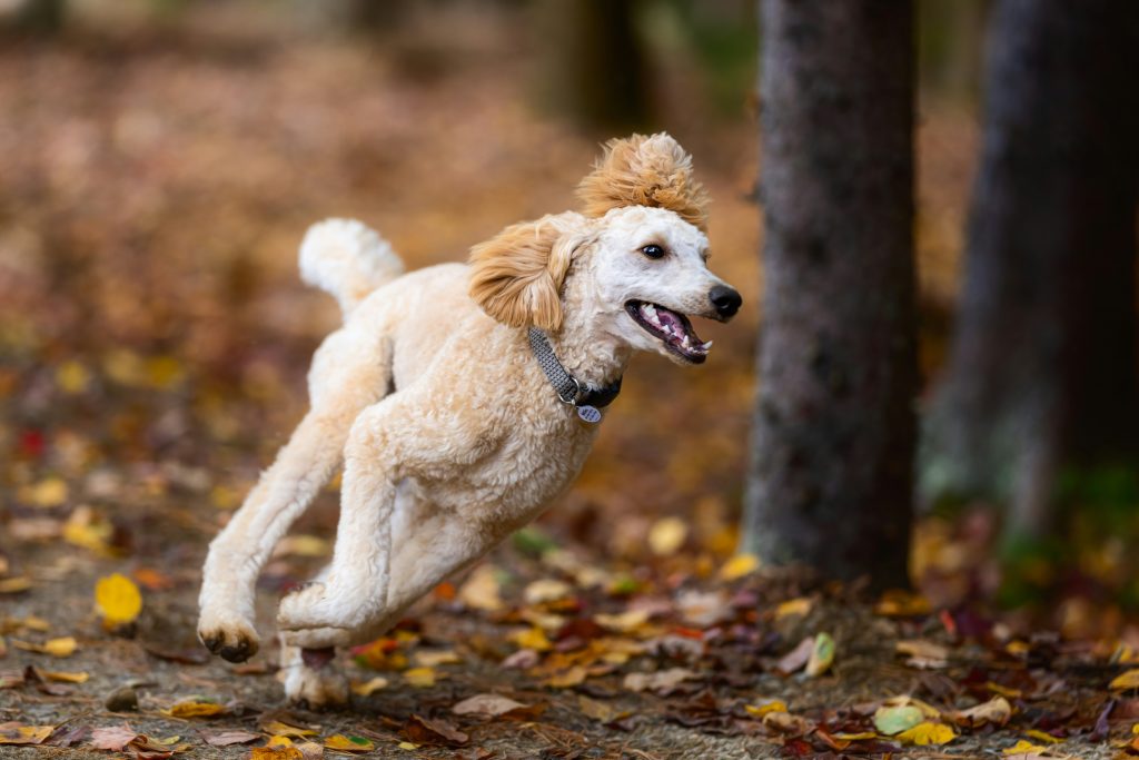 A joyful poodle running through colorful autumn leaves.