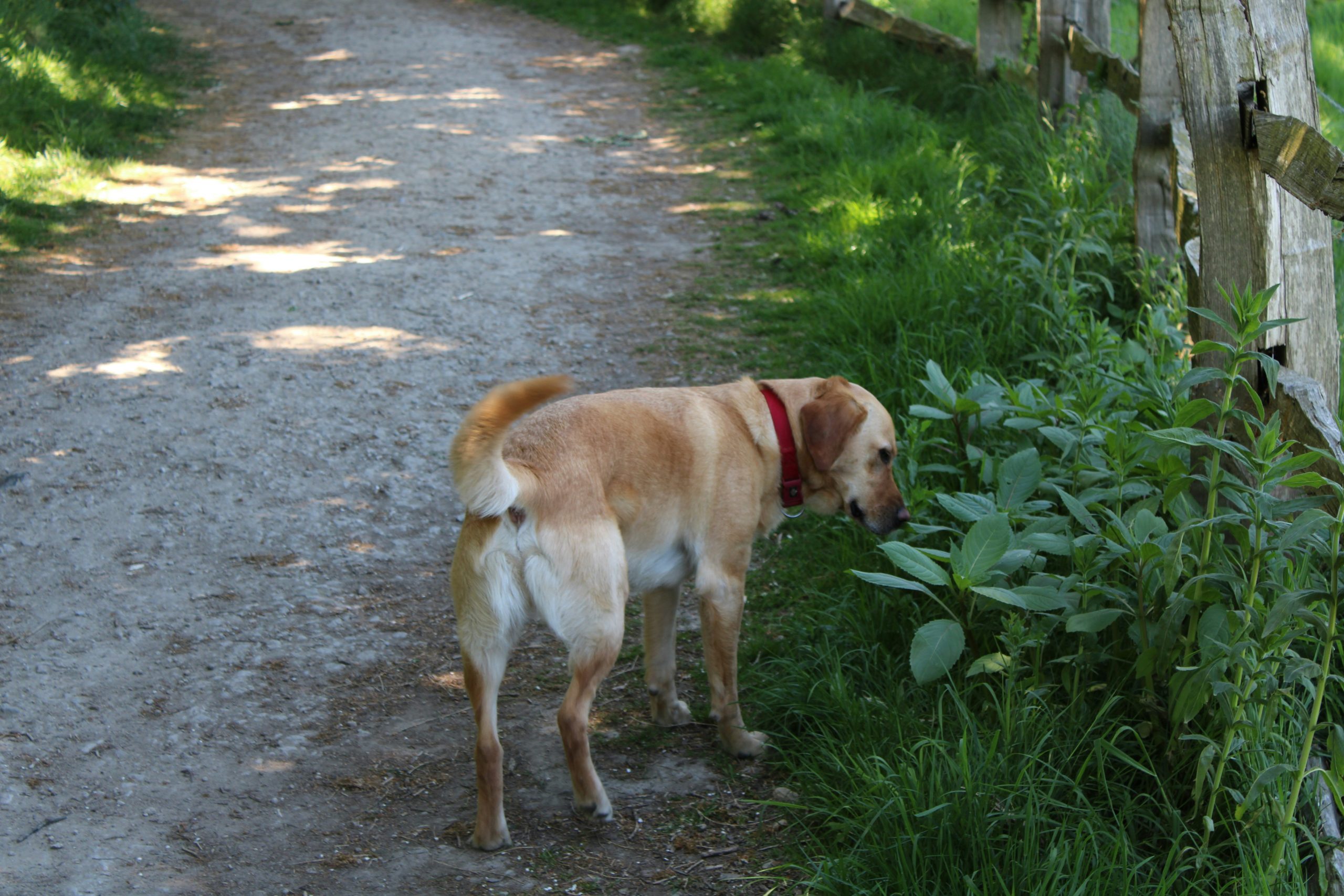 A yellow Labrador dog sniffing plants beside a gravel path.