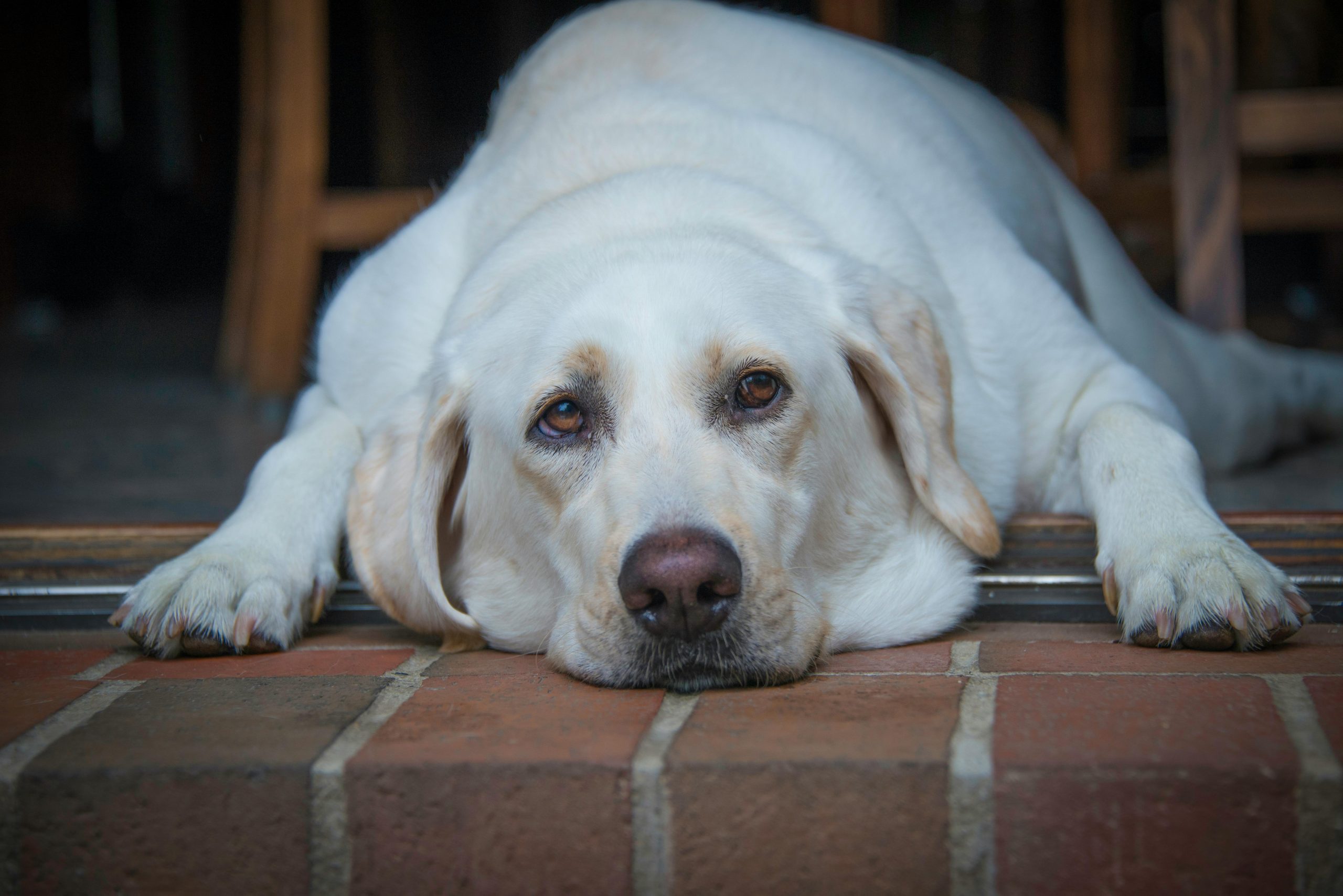 A Labrador Retriever with a relaxed expression lying down on a brick surface.