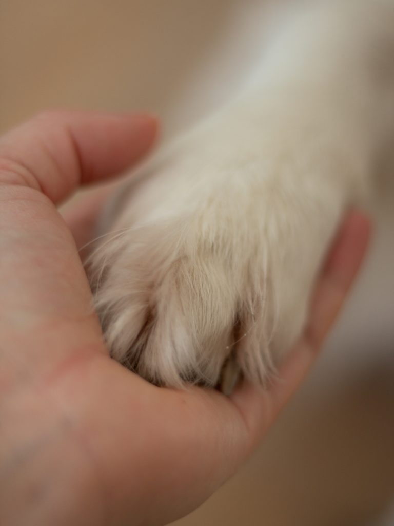 A close-up of a human hand gently holding a pet's paw.