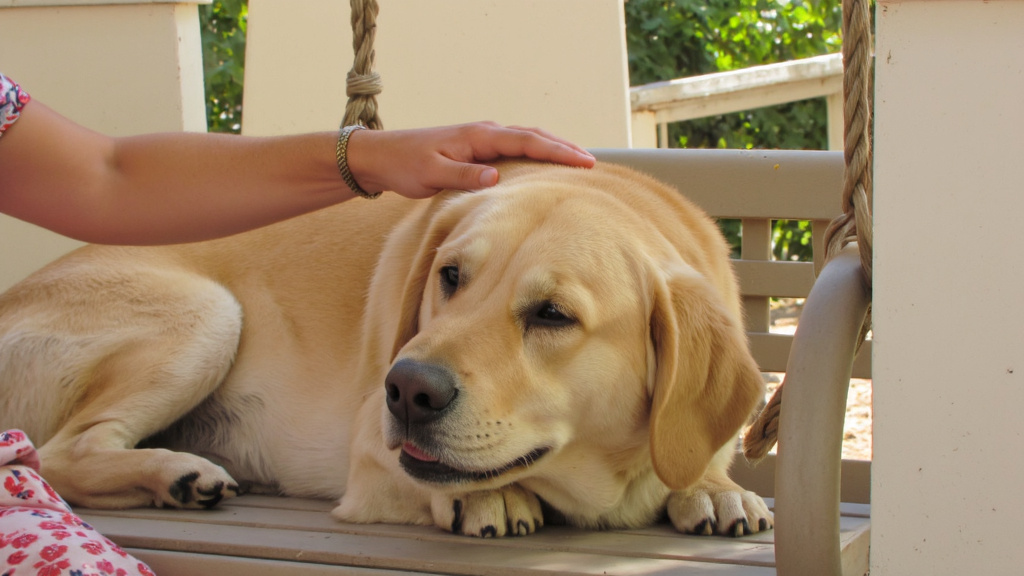 Smiling pet owner gently petting their peaceful dog on a porch swing in warm afternoon light.