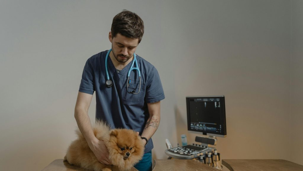 Veterinarian holding a Pomeranian dog during a check-up.