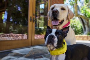 Introducing the Halo Collar 5: The Smartest and Safest GPS Fence Just Got Better