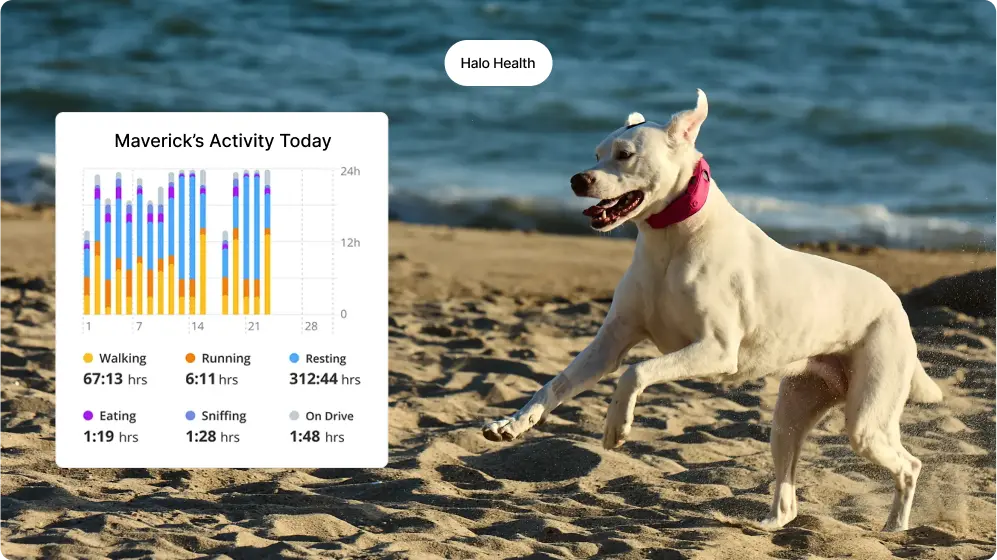 Activity Tracking