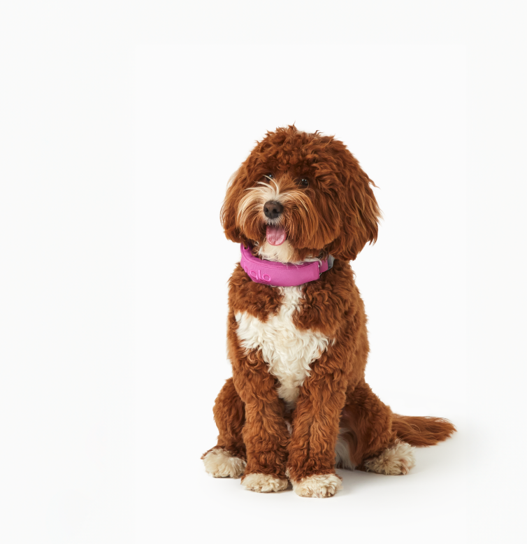 Pink collar on dog