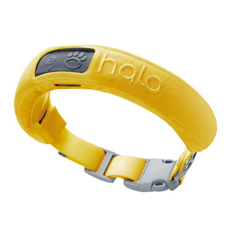 Yellow collar