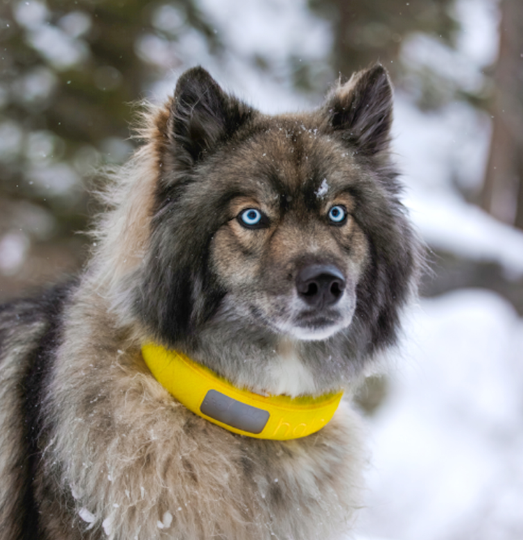 Yellow collar on dog