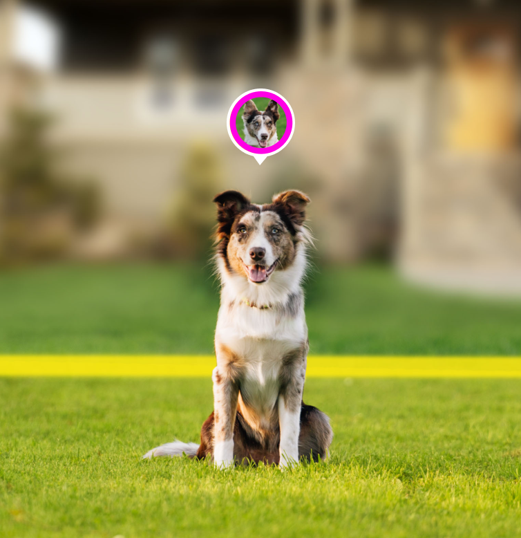Yellow collar on dog