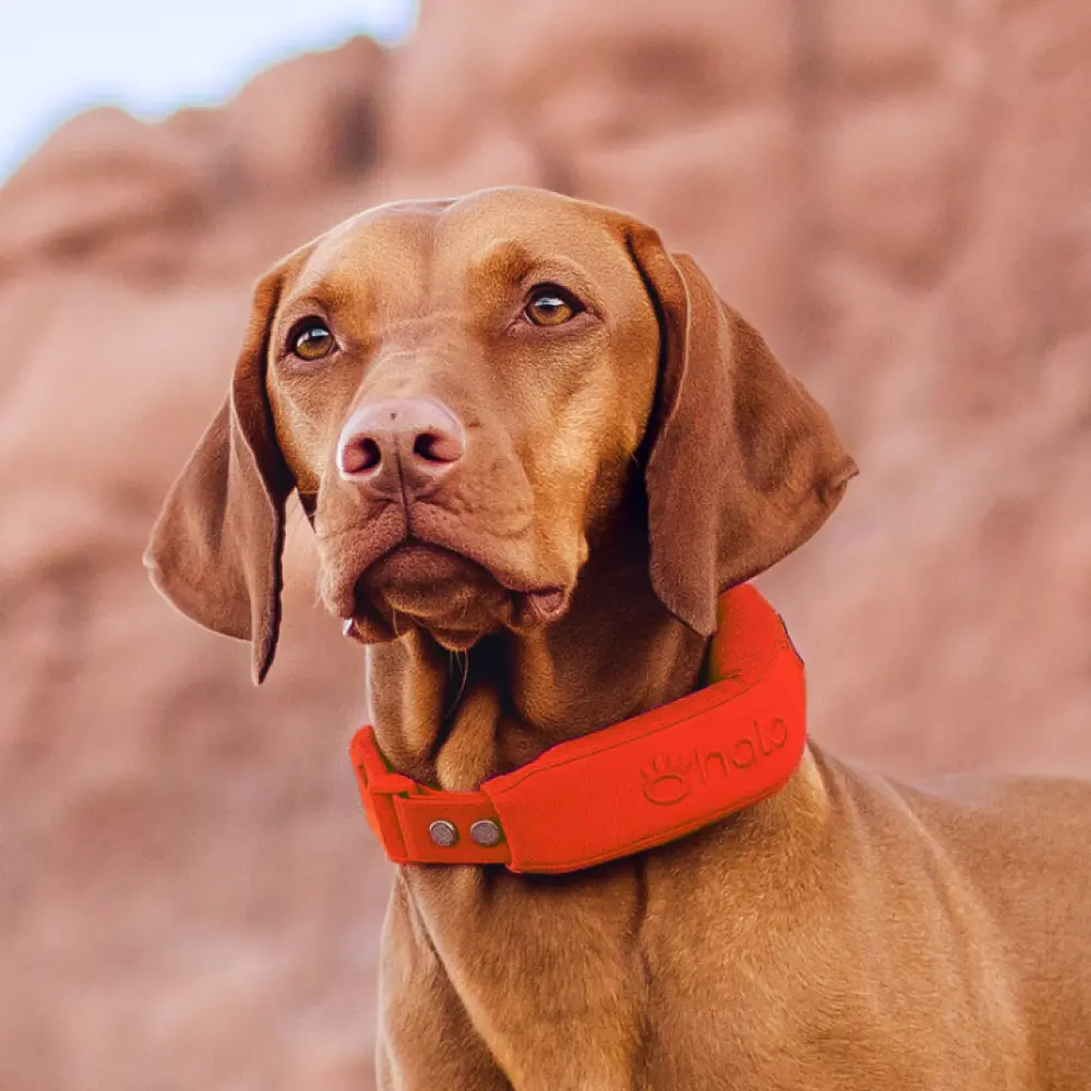 Blaze collar on dog