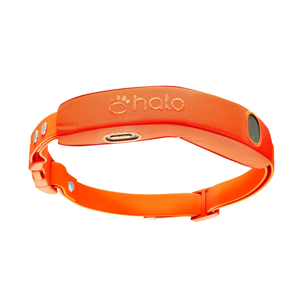 Blaze collar
