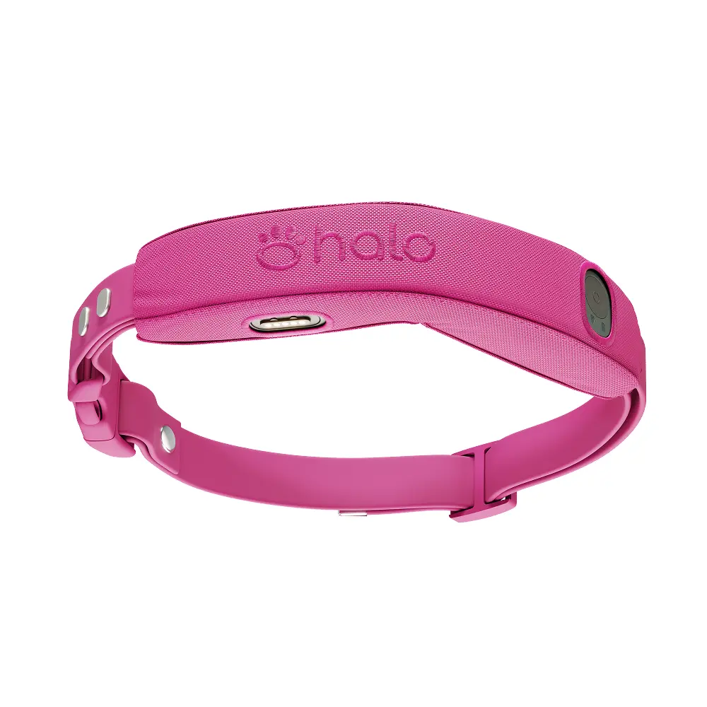 Orchid collar