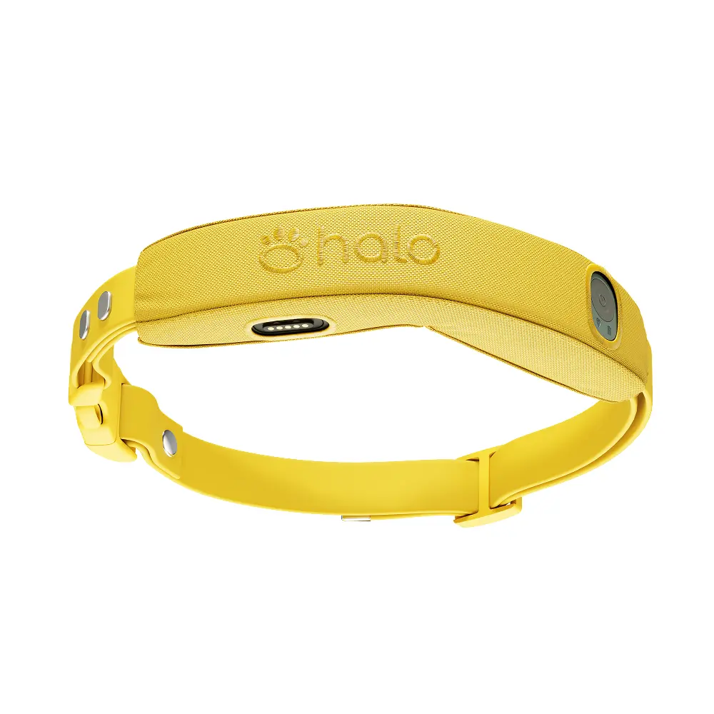 Sunburst collar