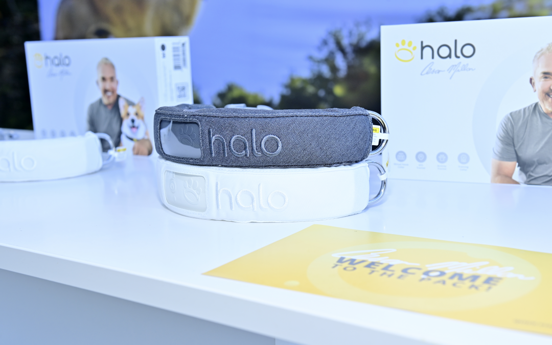 Halo Collar – All-in-One Smart Dog Collar & Boundary System