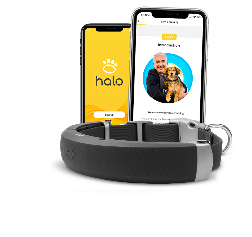 Collarwithphonestraining