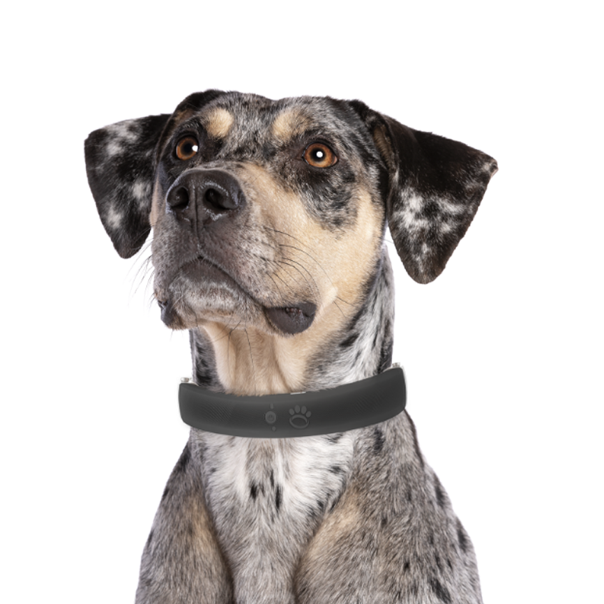 Collar and Accessories Shop Page Halo with Cesar Millan