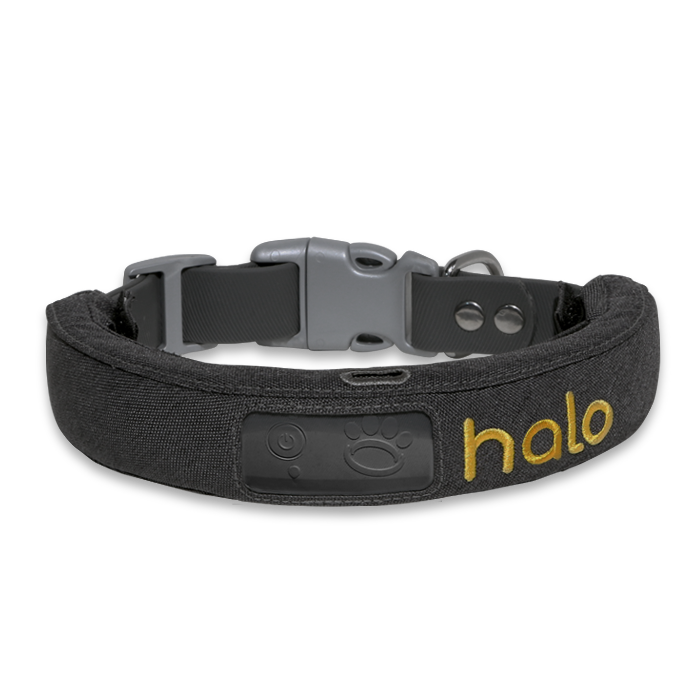 HALO-COLLAR-GREY_700x700_COLOR