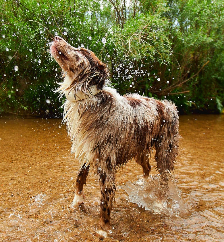 dog-in-water