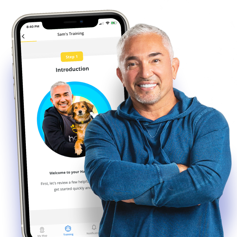 Invisible Fence SEO Halo with Cesar Millan