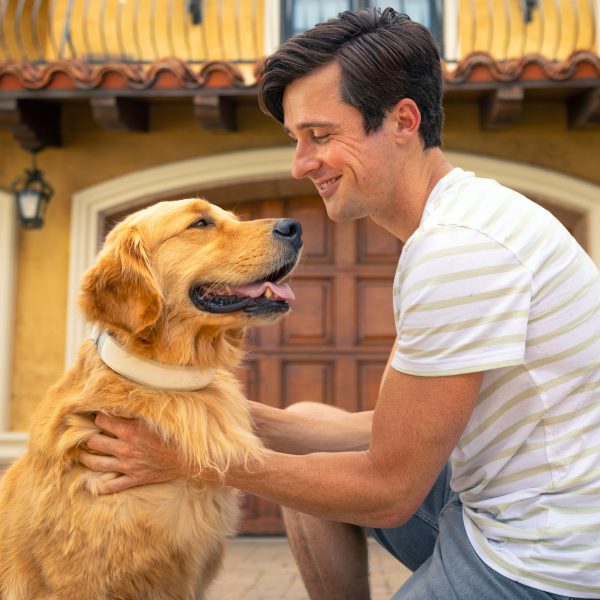 Shop GPS Wireless Virtual Dog Fences Halo Collar