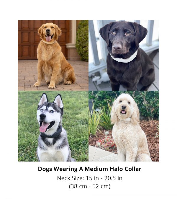 Shop GPS Wireless Virtual Dog Fences Halo Collar