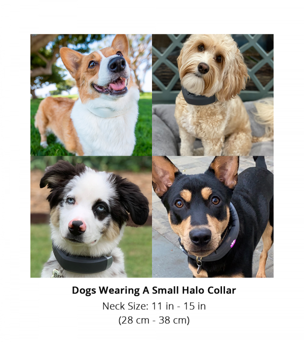 Shop GPS Wireless Virtual Dog Fences Halo Collar