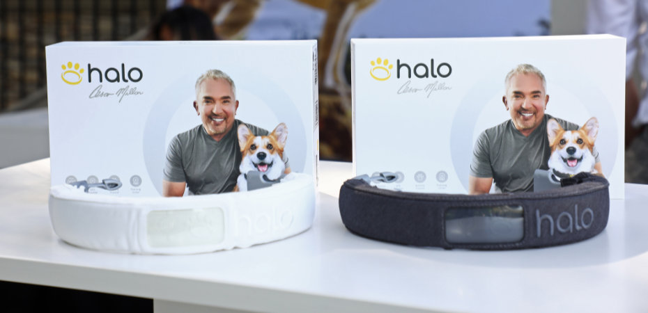 halo collar cesar millan halo collar cesar millan