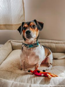 cute small dog in dog bed with toy 